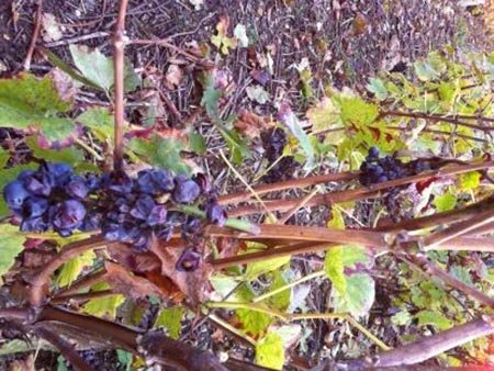 botrytis botrytis